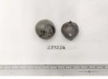 Click for 1 image(s) for this accession. FRUIT